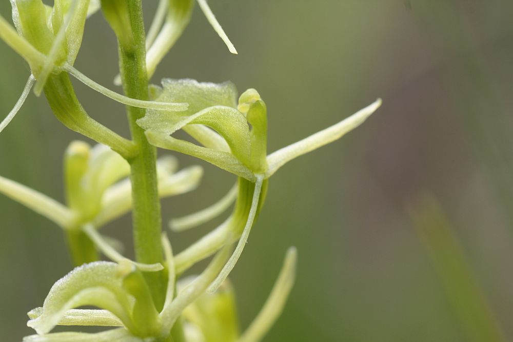 Seltenheit im Detail - Sumpf-Glanzkraut (Liparis loeselii)