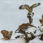 Seltenheit, viel Schnee und sehr kalt....