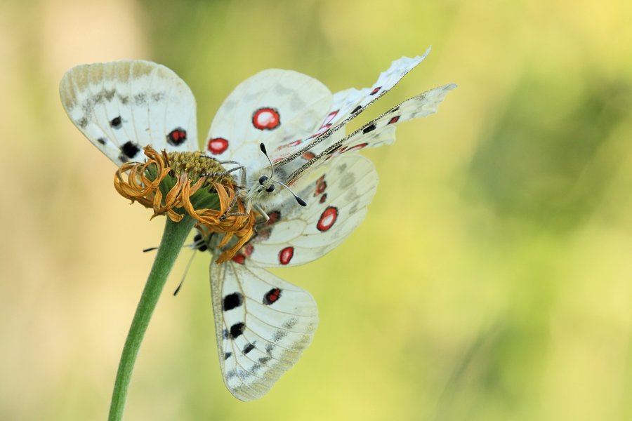 Seltenste Orchidee der Welt