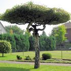 Seltsam geformter Baum