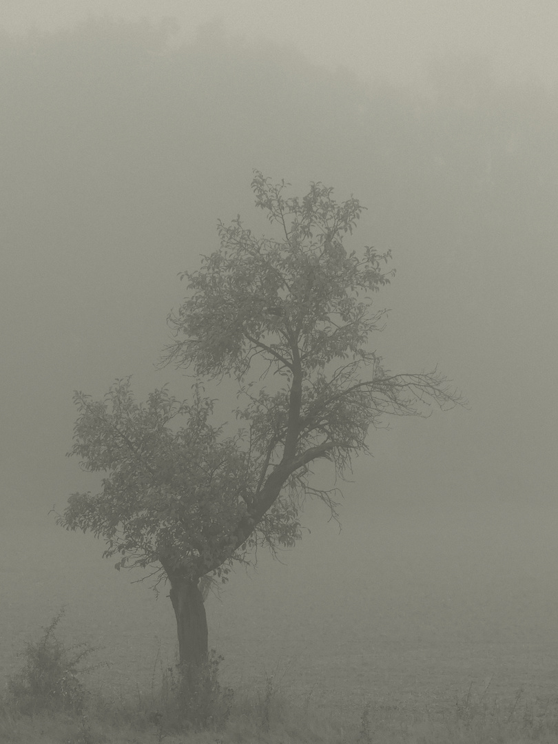 Seltsam, im Nebel...