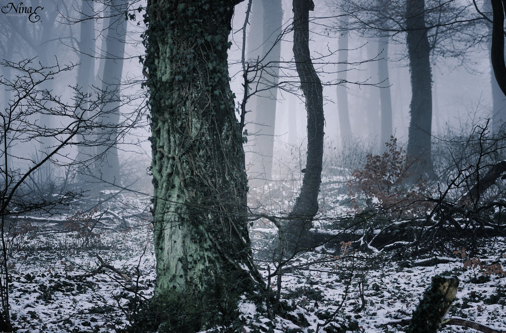 Seltsam, im Nebel zu wandern!