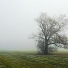 Seltsam, im Nebel zu wandern...