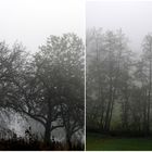 Seltsam, im Nebel zu wandern!