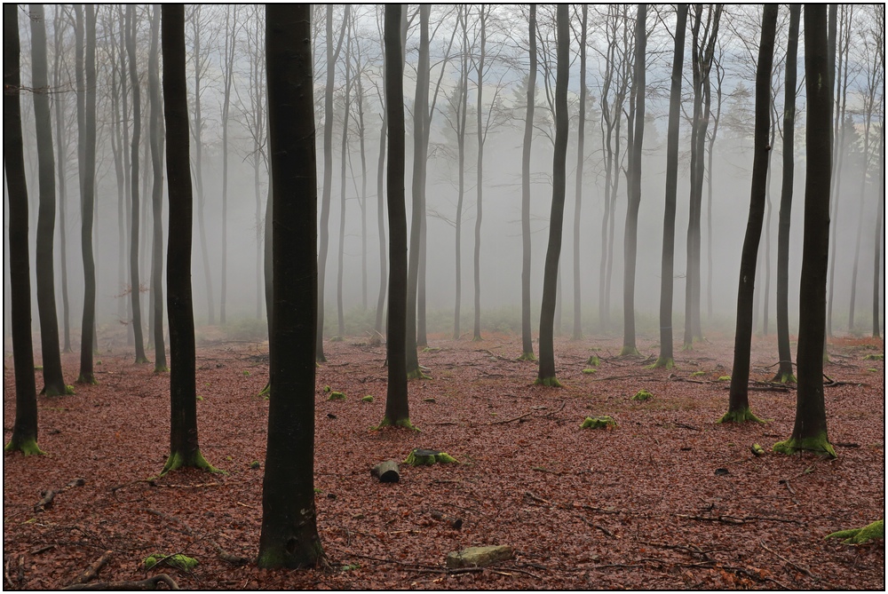 Seltsam im Nebel zu wandern...