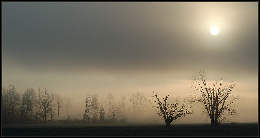 Seltsam, im Nebel zu wandern...