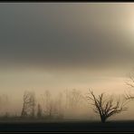 Seltsam, im Nebel zu wandern...