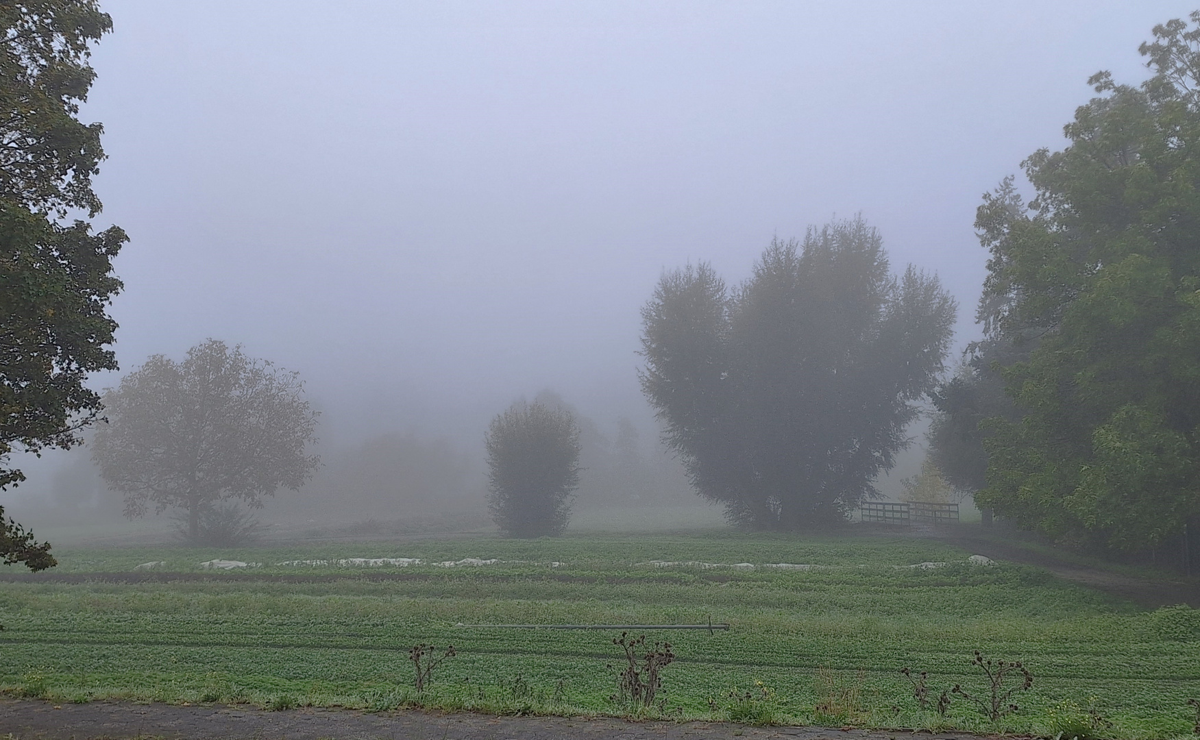 Seltsam,  im Nebel zu wandern