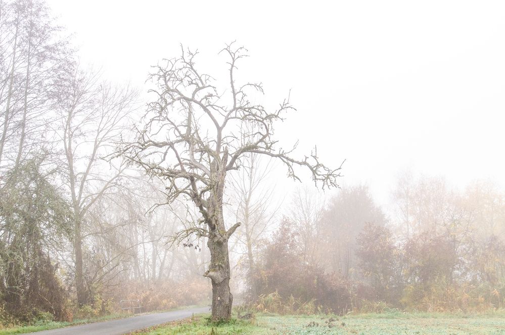 Seltsam im Nebel zu wandern...