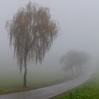Seltsam im Nebel zu wandern