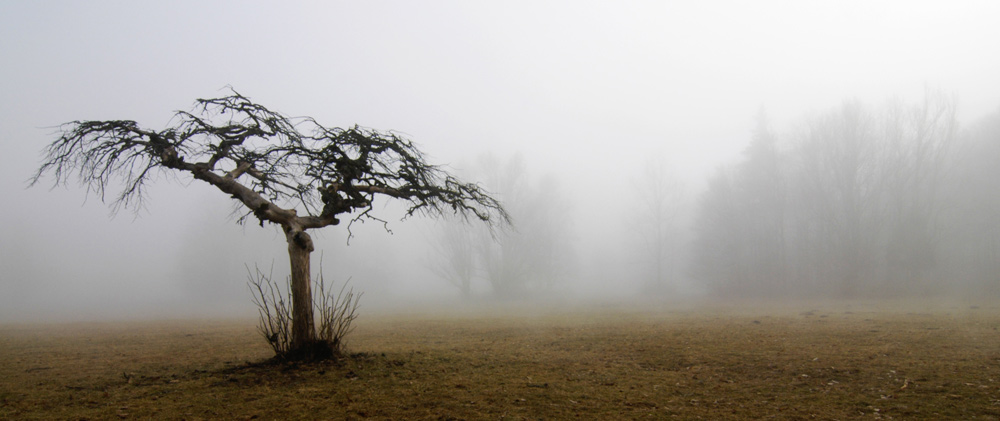 Seltsam im Nebel zu wandern