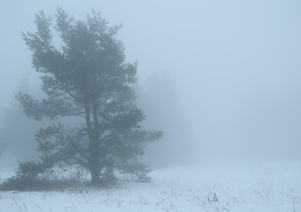 Seltsam im Nebel zu wandern...