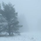 Seltsam im Nebel zu wandern...