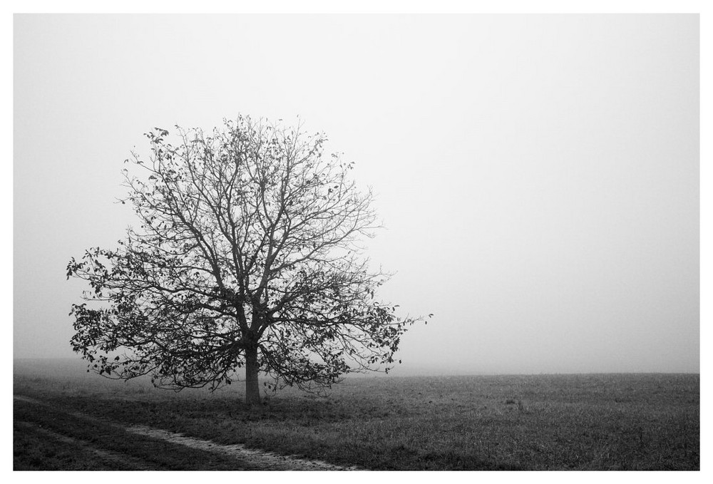 Seltsam, im Nebel zu wandern...