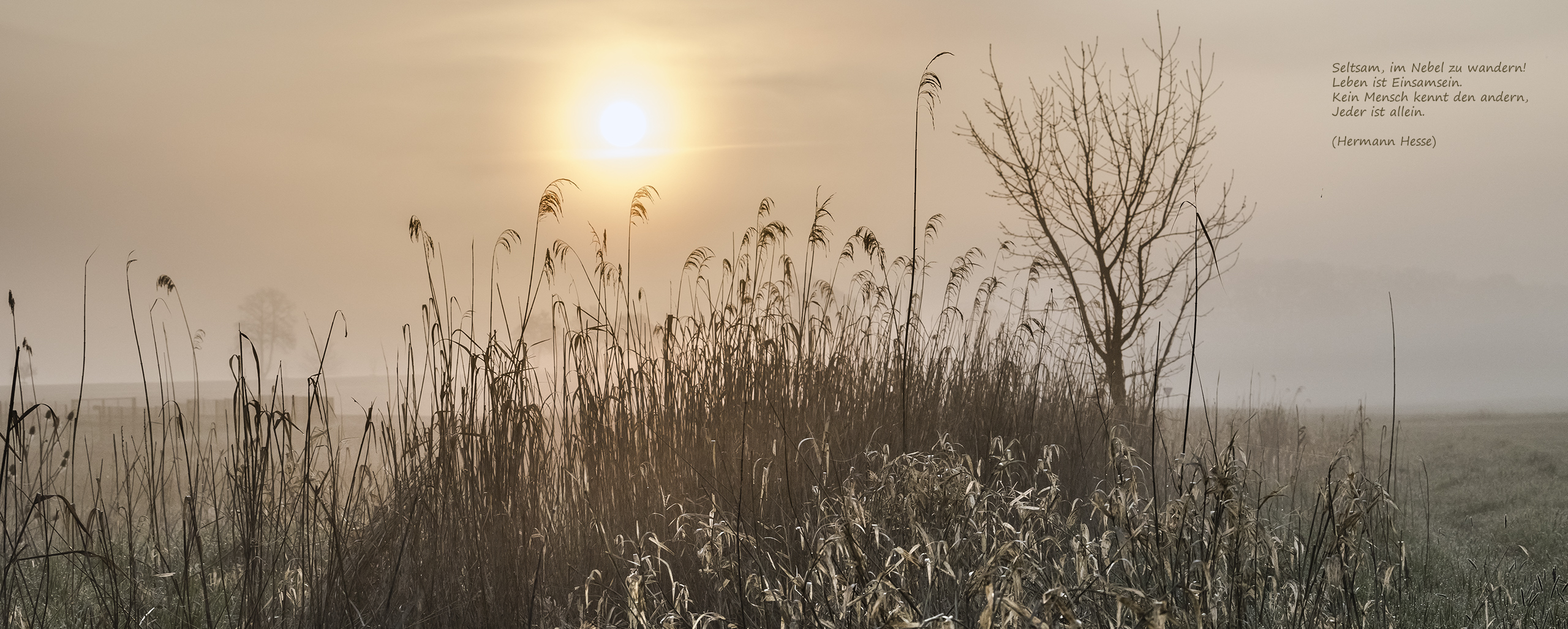 Seltsam, im NEBEL zu wandern