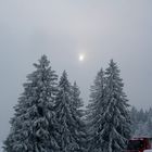 Seltsam im Nebel zu wandern