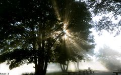 Seltsam, im Nebel zu wandern!