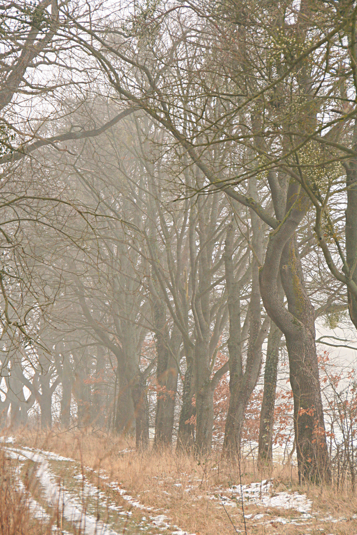 "Seltsam, im Nebel zu wandern..." (Hesse)