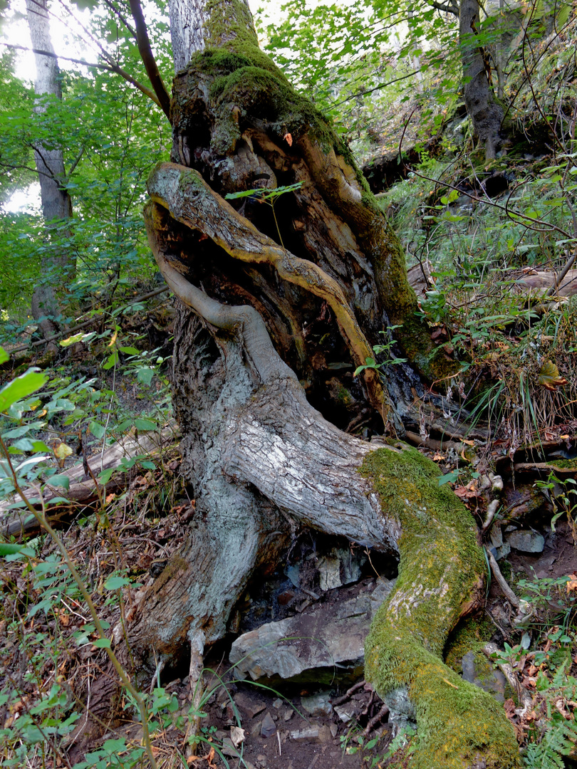 seltsame baumgestalt - gnom oder troll?