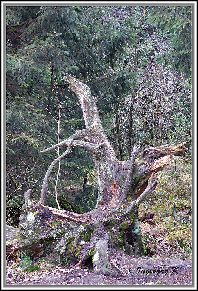 Seltsame Baumreste - entdeckt im Hohen Venn