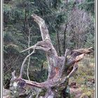 Seltsame Baumreste - entdeckt im Hohen Venn