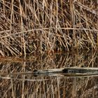 Seltsame Beobachtung im Teich