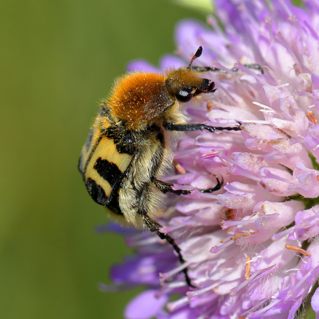 Seltsame Biene, Hummel oder ...? - Alles nicht.