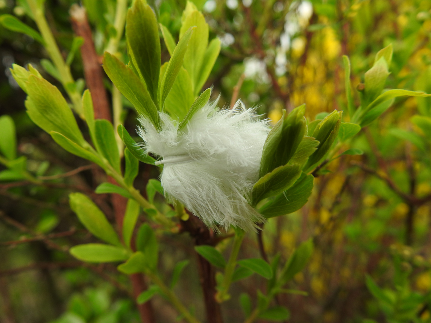 Seltsame Blüte