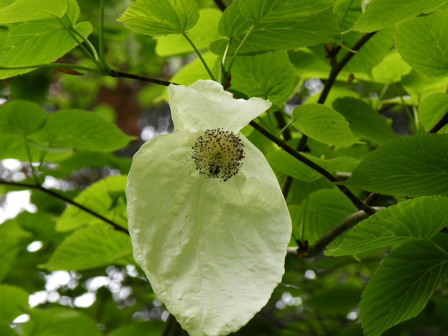 seltsame Blüte