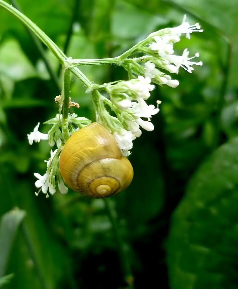 Seltsame Blüte....