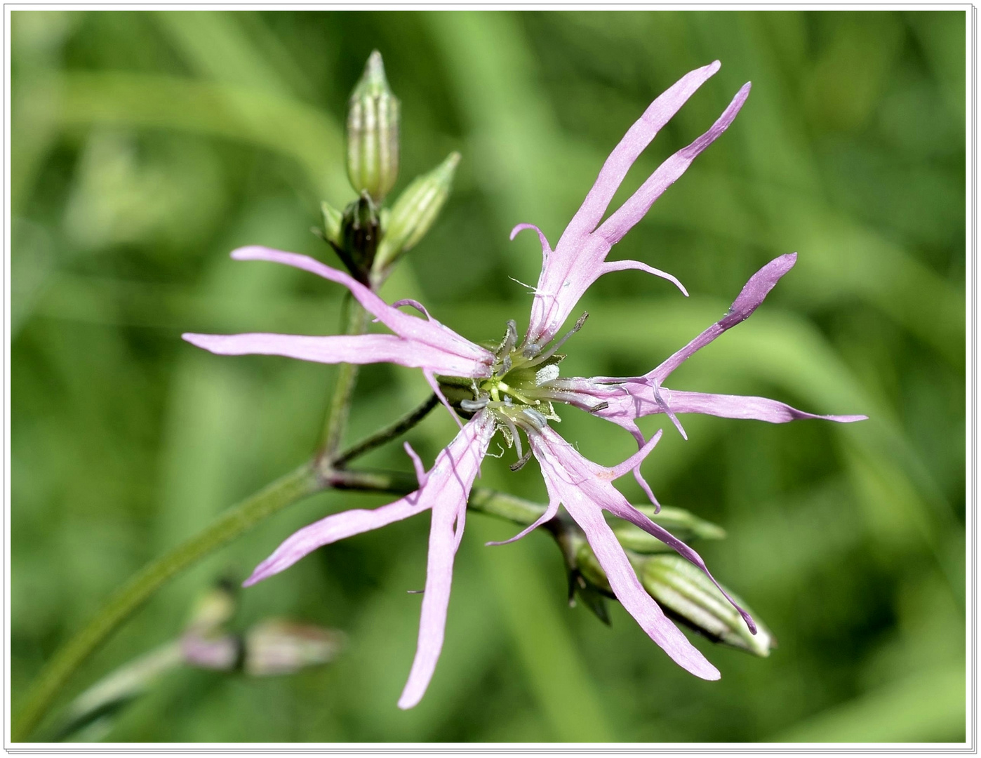 Seltsame Blüte