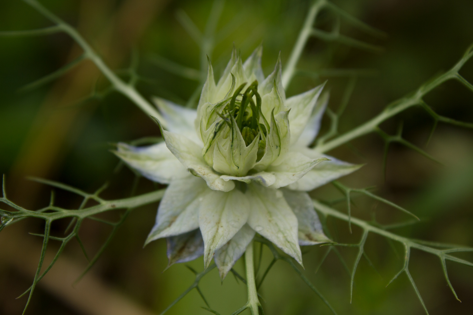 Seltsame Blume (Jungfer im Grünen)