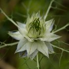 Seltsame Blume (Jungfer im Grünen)