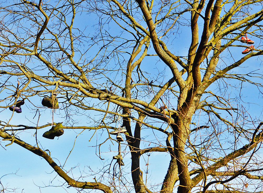 Seltsame Früchte am Baum 2021