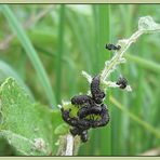 Seltsame Insektenhüllen