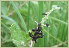 Seltsame Insektenhüllen