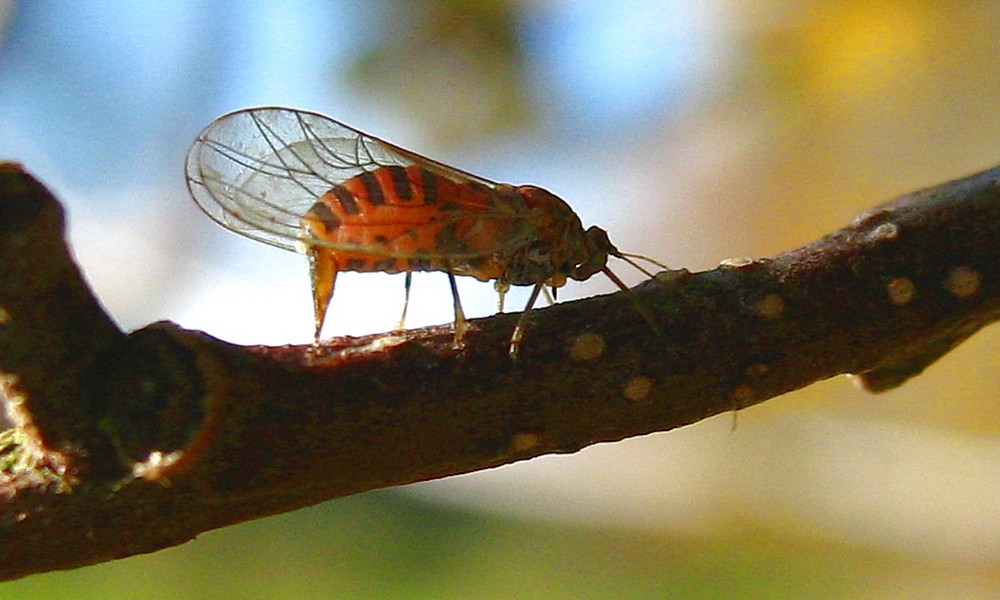 Seltsame kleine Fliege