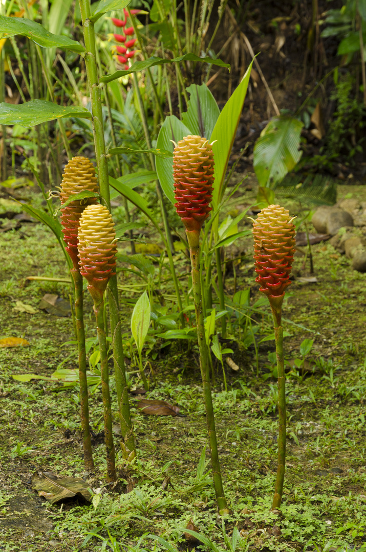 Seltsame Pflanzen im Regenwald
