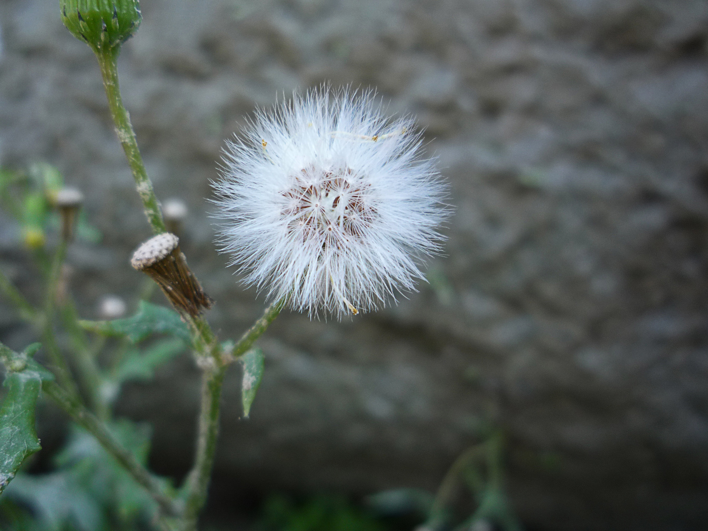 Seltsame Pusteblume vom Strand