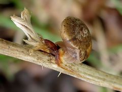 Seltsame Schnecke