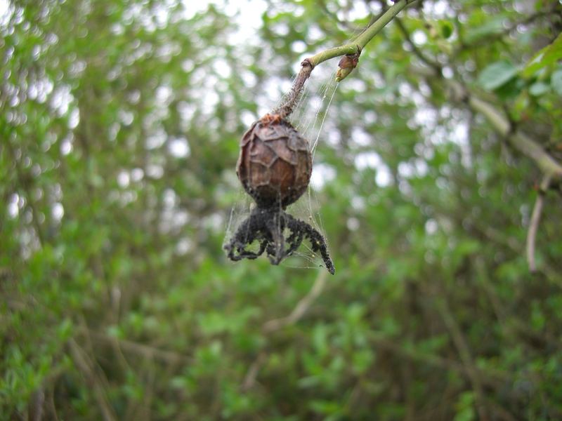 Seltsame Spielchen der Natur