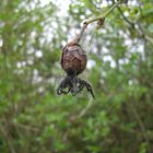 Seltsame Spielchen der Natur