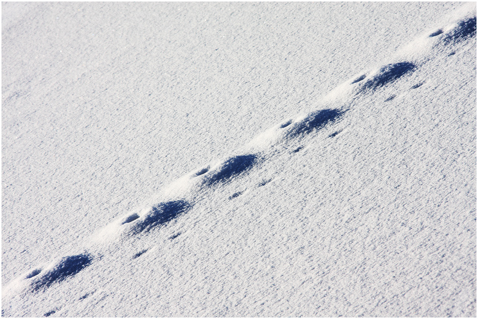 Seltsame Spuren auf dem Schneebedecken See