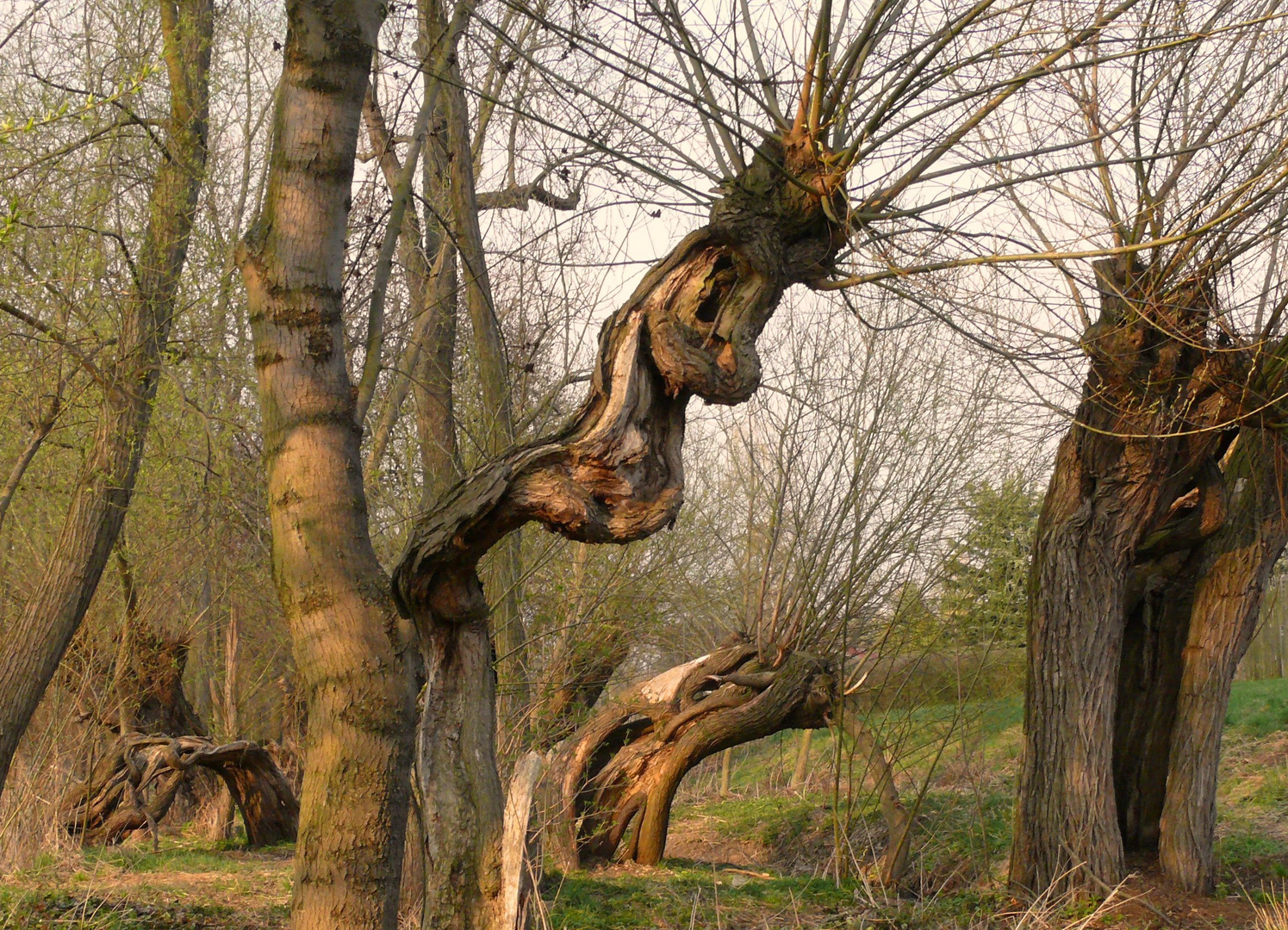 Seltsame Weiden - noch aus dem Frühling