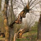 Seltsame Weiden - noch aus dem Frühling