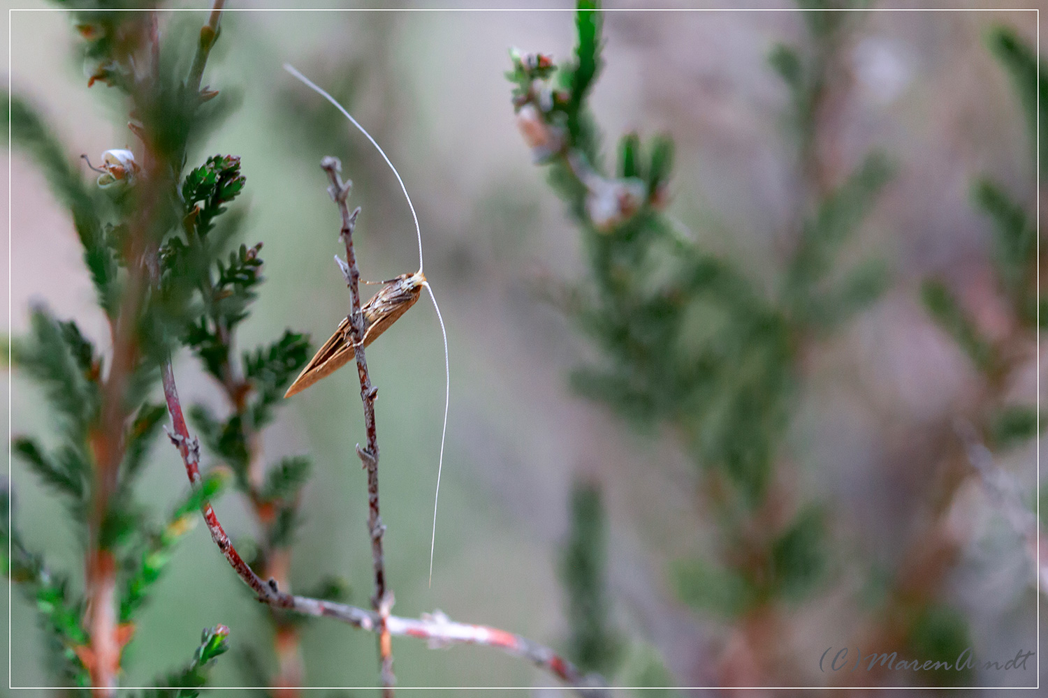 Seltsame Wesen im Moor