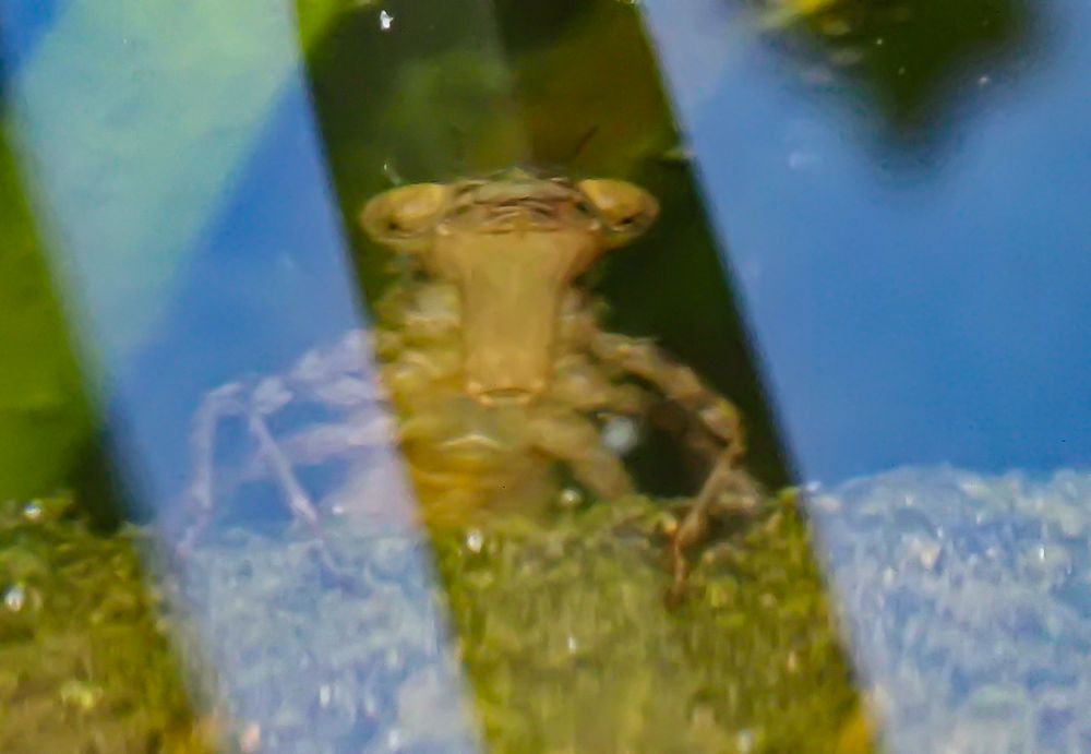 Seltsame Wesen leben in meinem kleinem Teich