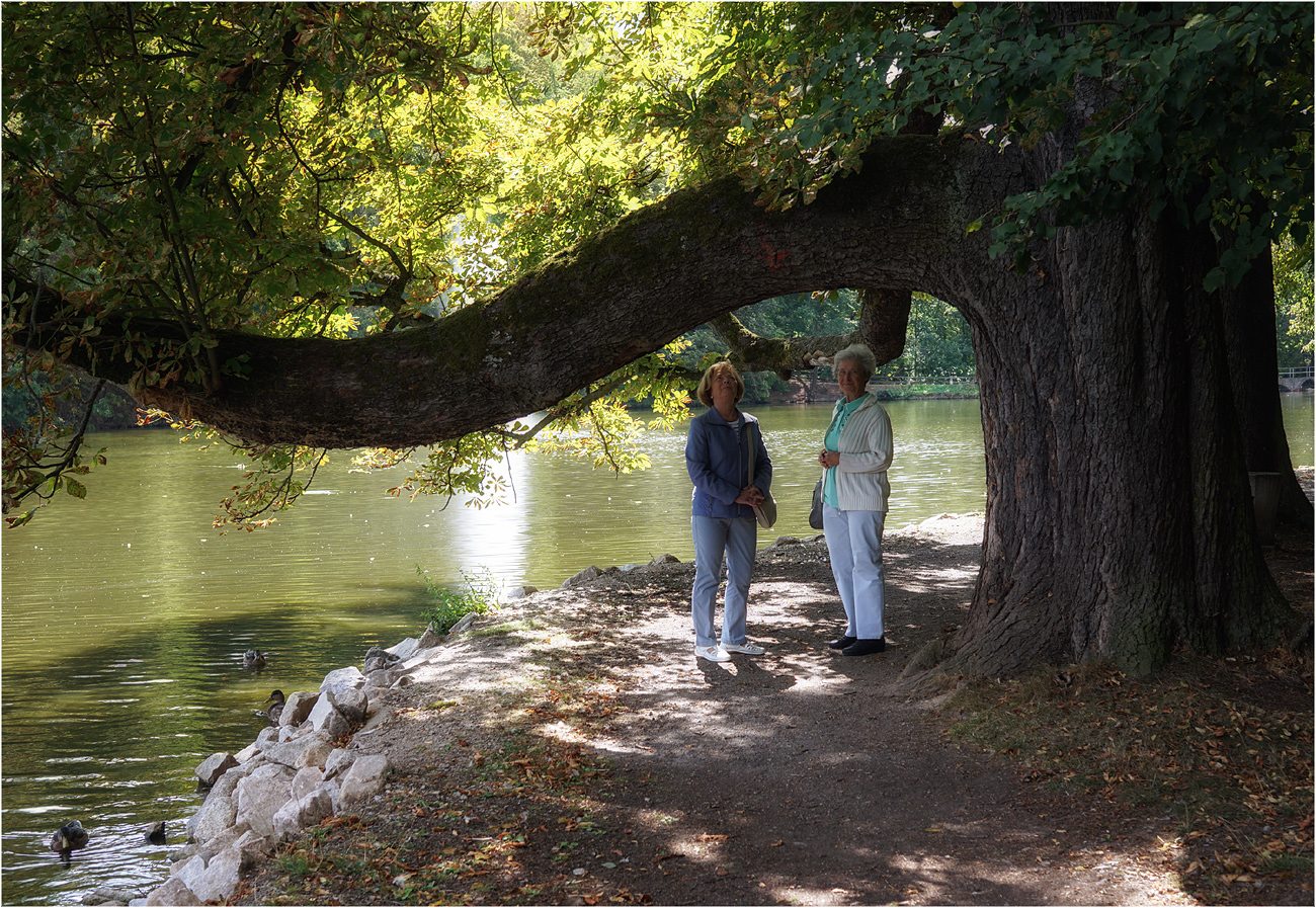 seltsamer alter Baum