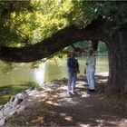 seltsamer alter Baum