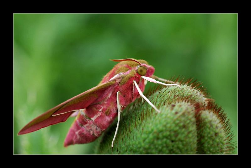 Seltsamer Besucher in unserem Garten IV